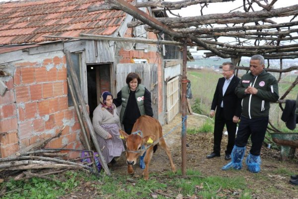 jersey-irkinda-suni-tohumlama-meyvelerini-vermeye-basladi--(2).jpg