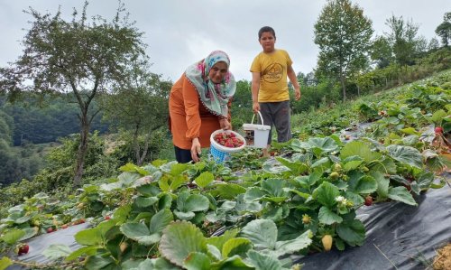 samsun’da-cilek-uretimi-artiyor-(2).jpg